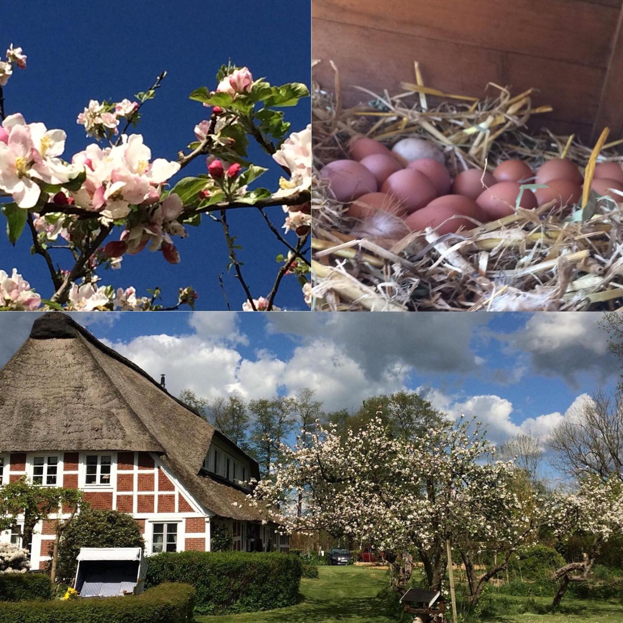 Altes Landhaus Oste, Klavier Appartement, 2 Zimmer Mit Kamin Hemmoor Eksteriør bilde